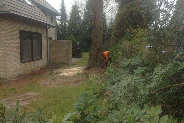 Afzagen van een groote sequi in de tuin. de boom heeft een doornsee van 70 cm